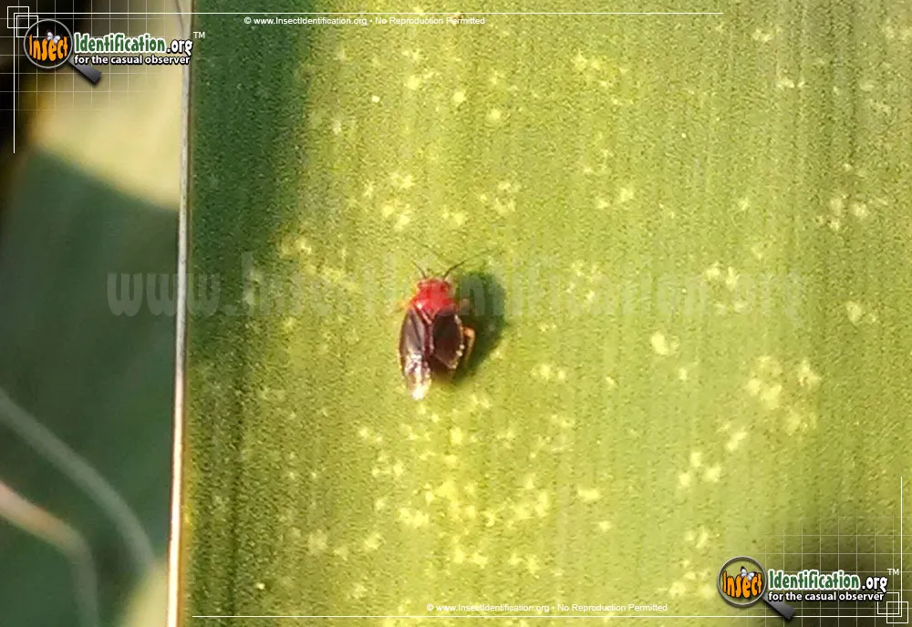 Yucca Plant Bug