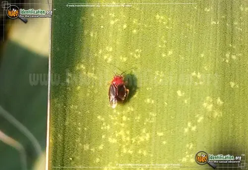 Yucca Plant Bug - photo 2