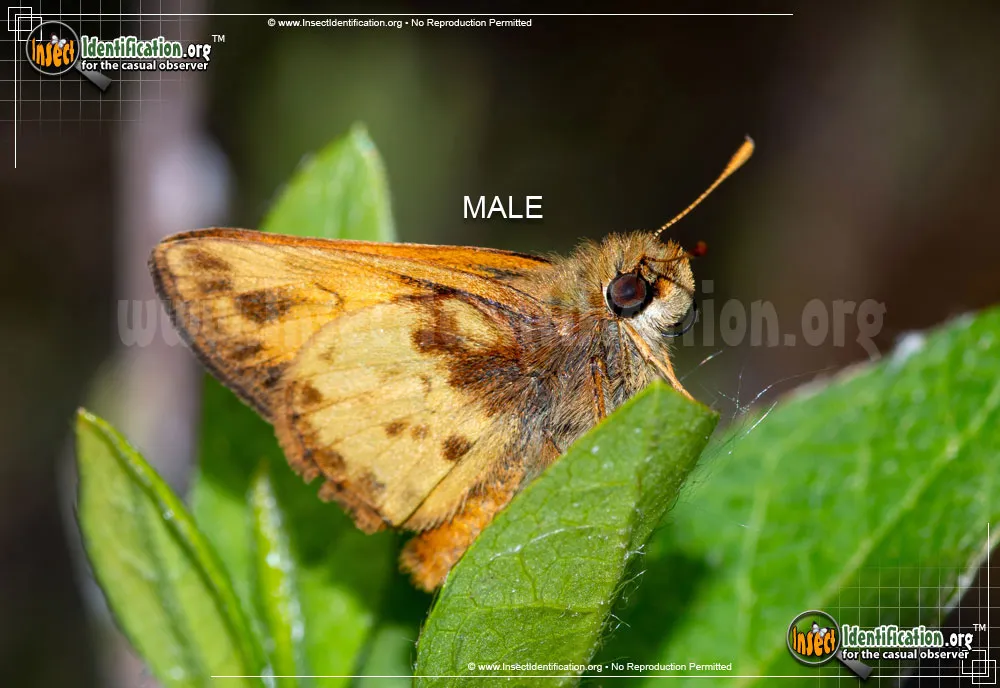 Zabulon Skipper