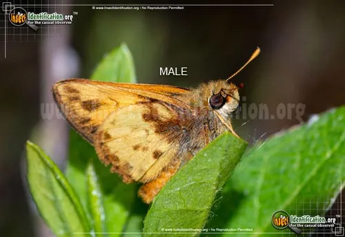 Zabulon Skipper - photo 2