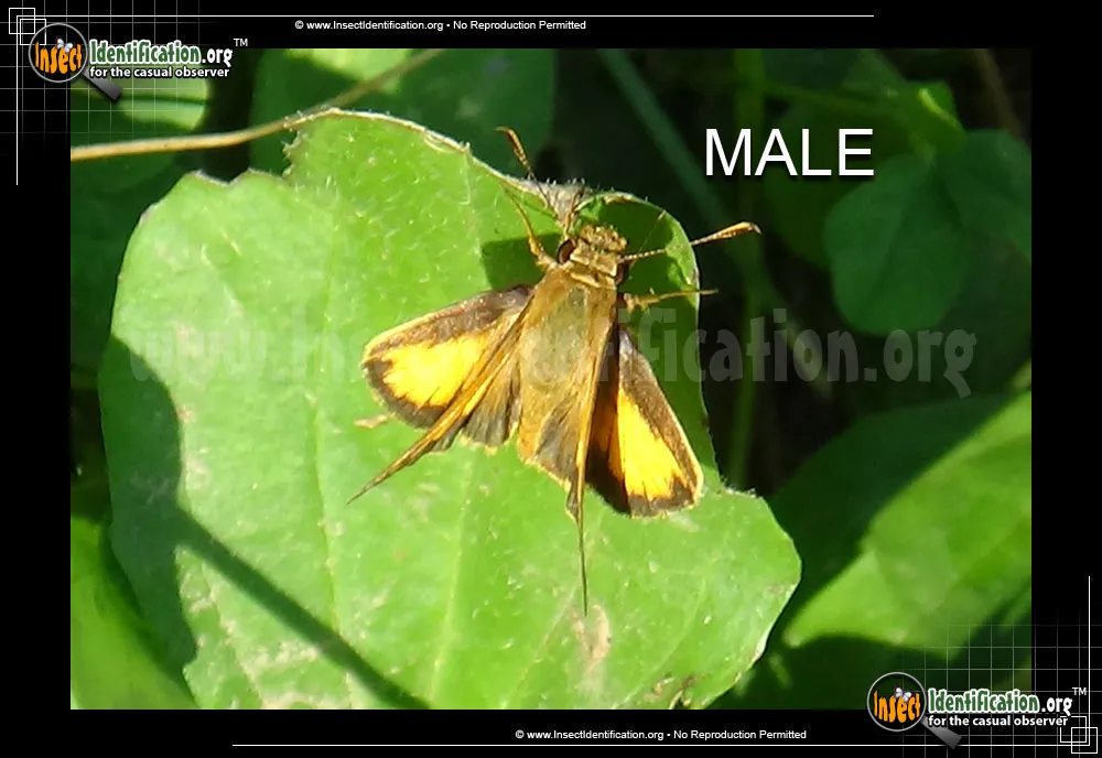 Zabulon Skipper - photo 3