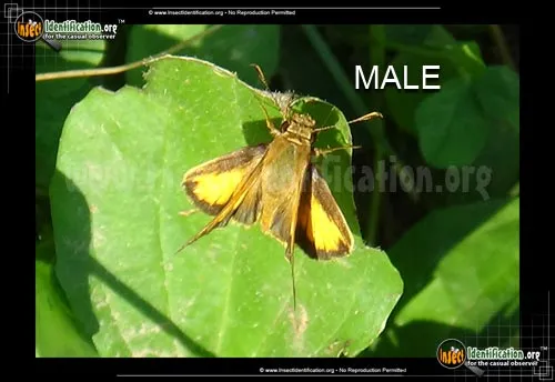 Zabulon Skipper - photo 4