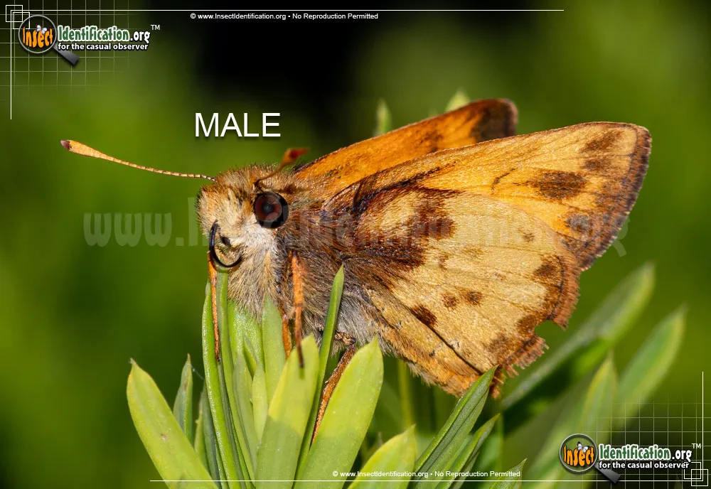 Zabulon Skipper - photo 5