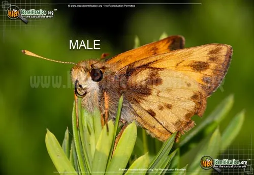 Zabulon Skipper - photo 6