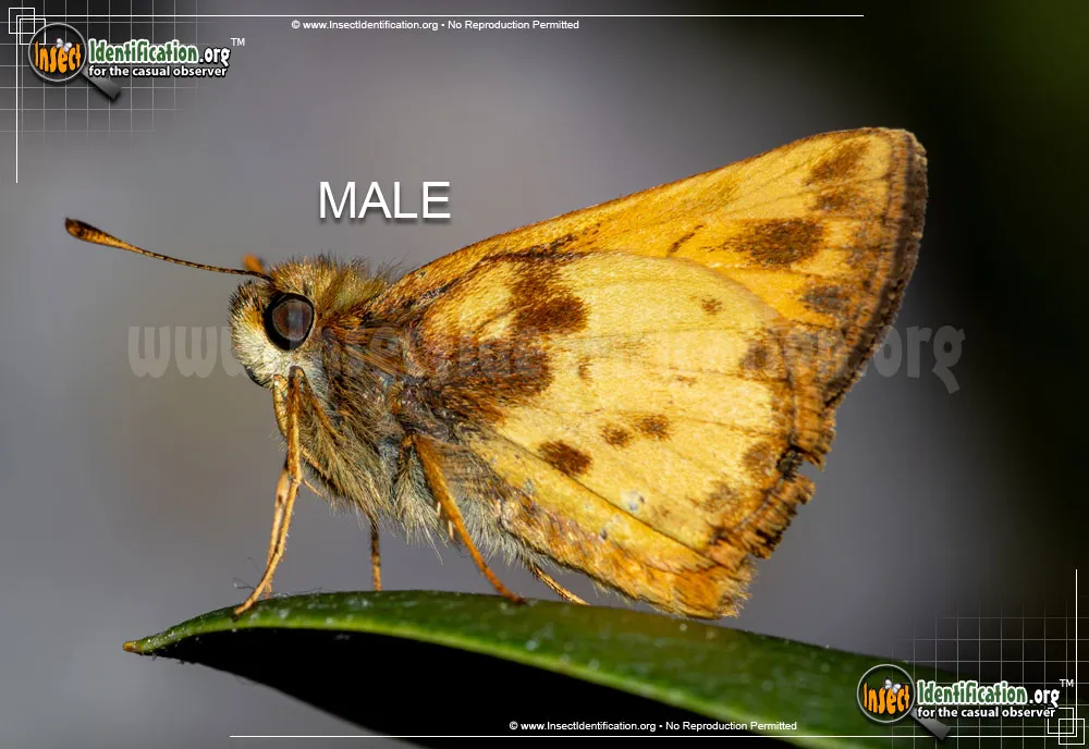 Zabulon Skipper - photo 7