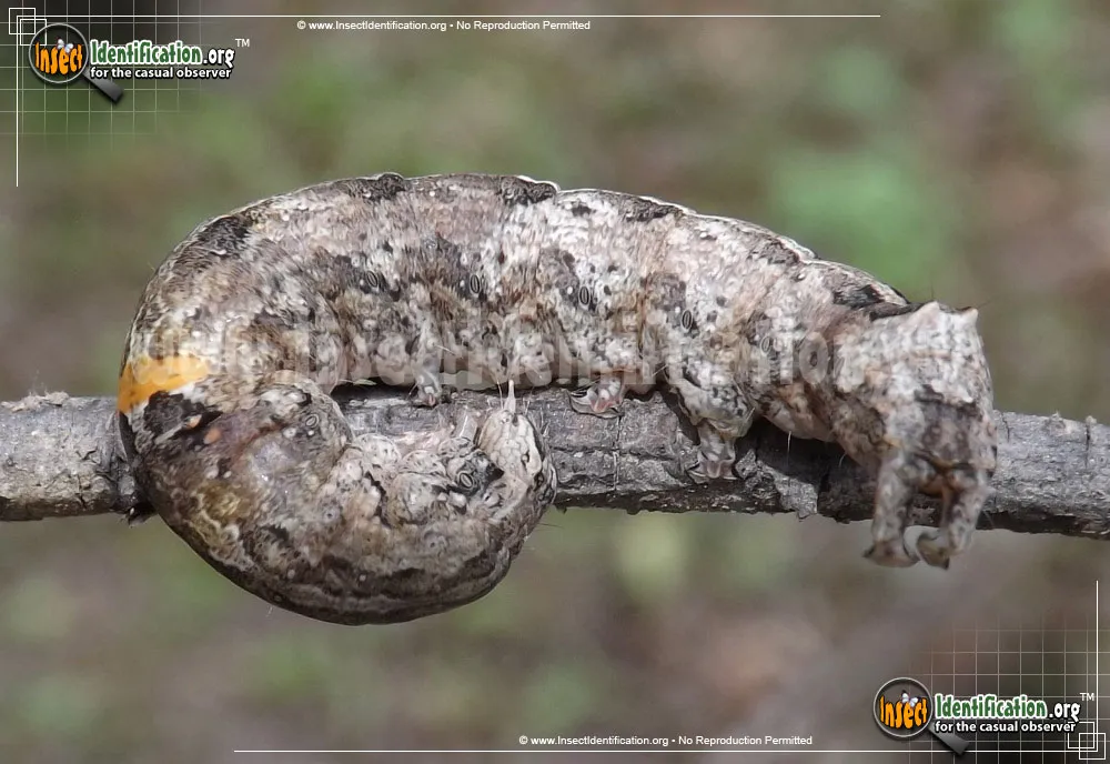 Zale Moth caterpillar - Zale spp.