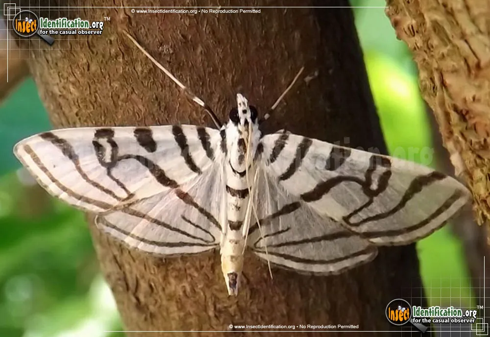 Zebra Conchylodes Moth