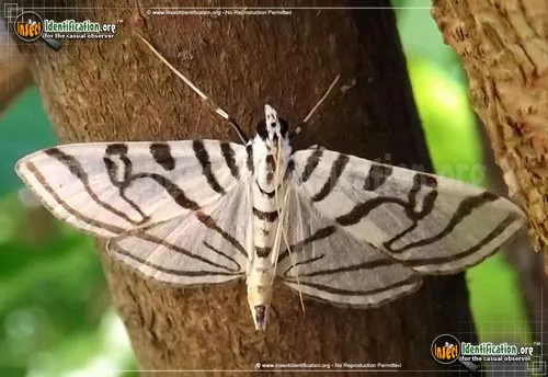 Zebra Conchylodes Moth - photo 2