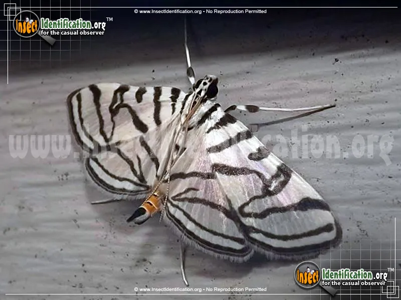 Zebra Conchylodes Moth - photo 3