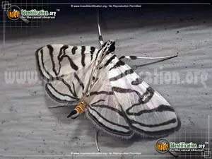 Zebra Conchylodes Moth - photo 4
