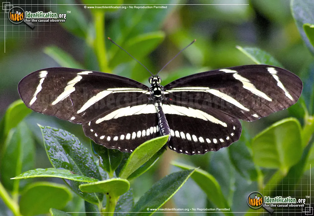 Zebra Longwing - Heliconius charithonia