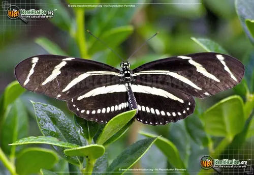 Zebra Longwing - photo 2