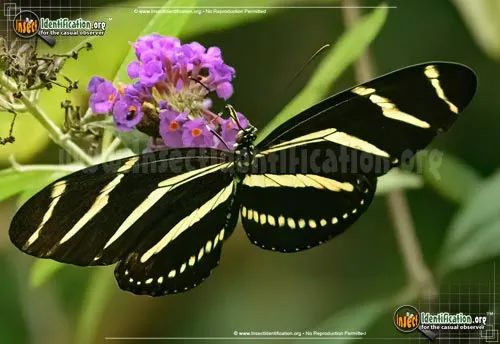 Zebra Longwing - photo 4