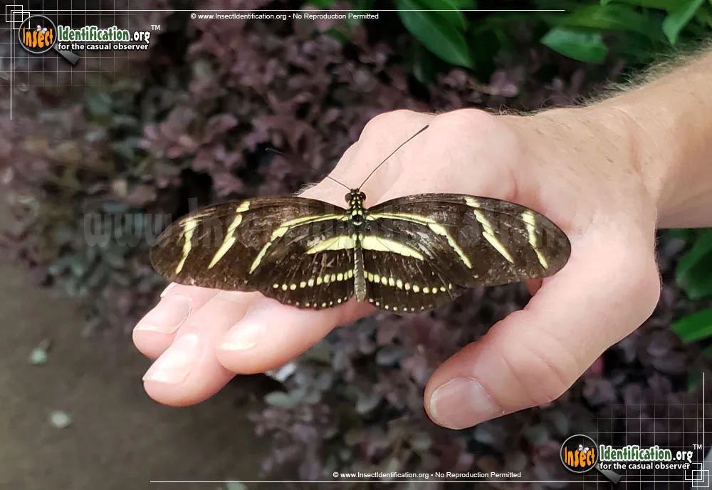 Zebra Longwing - photo 5