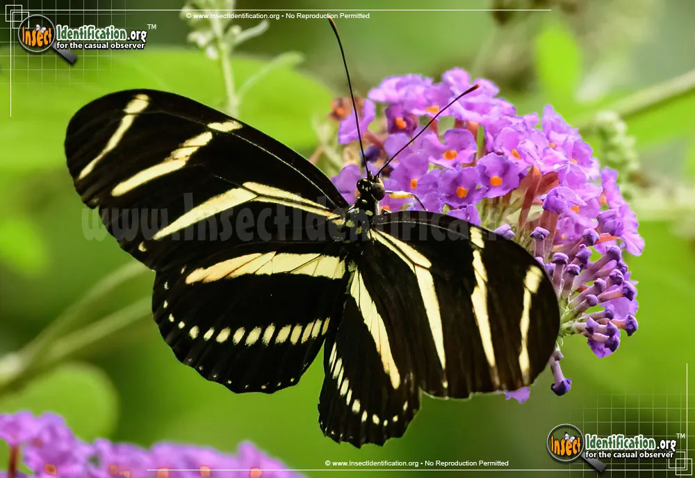 Zebra Longwing - photo 7