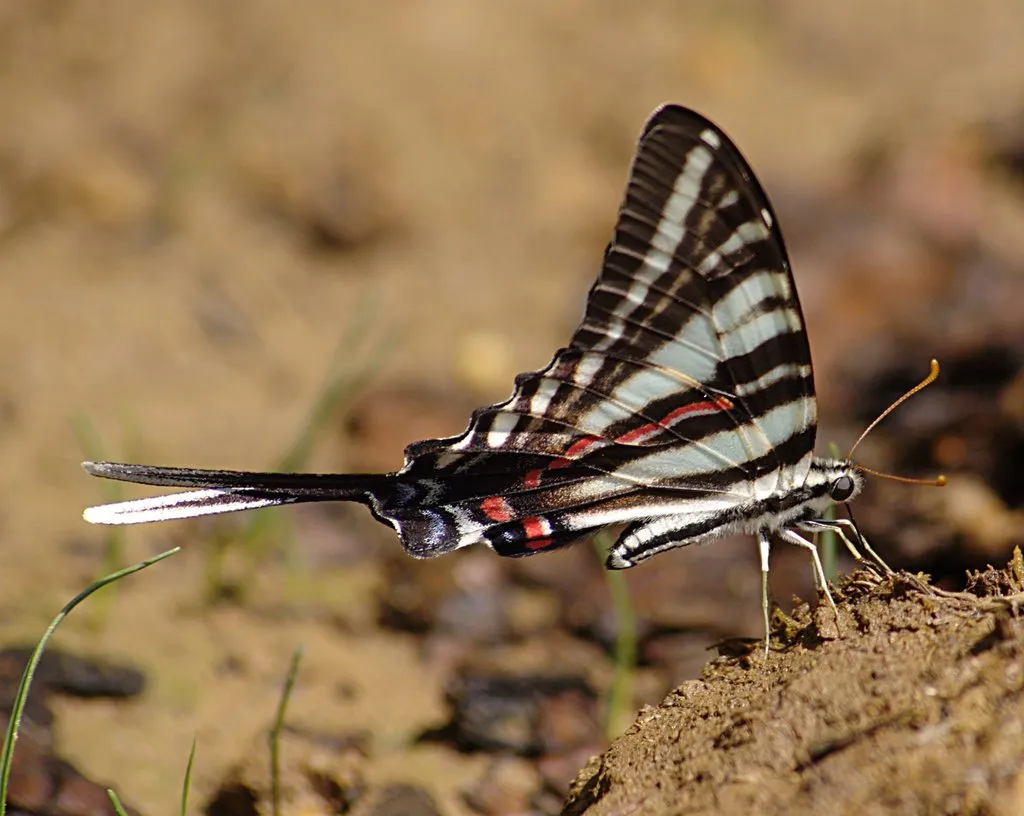 Zebra Swallowtail - photo 2