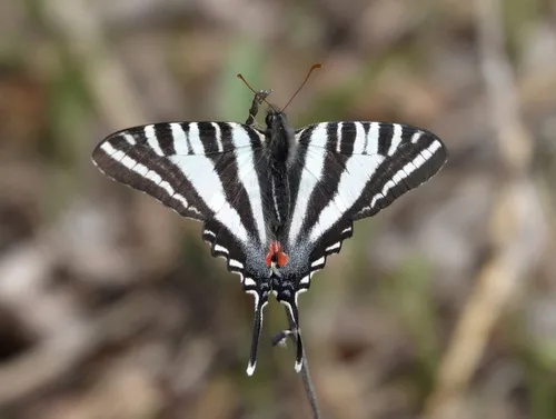 Zebra Swallowtail - photo 3