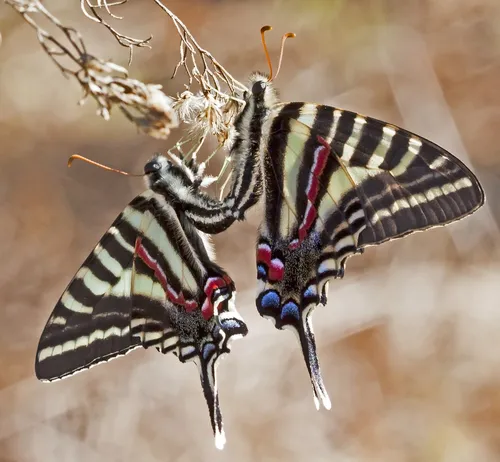 Zebra Swallowtail - photo 4