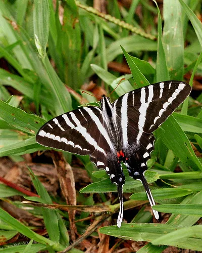 Zebra Swallowtail - photo 8