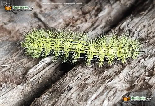 Zephyr Eyed Silkmoth - photo 2