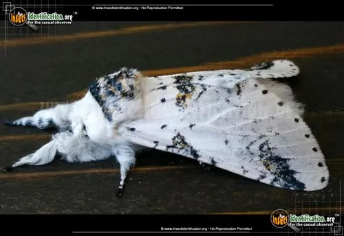 Zig-Zag Furcula Moth - photo 2