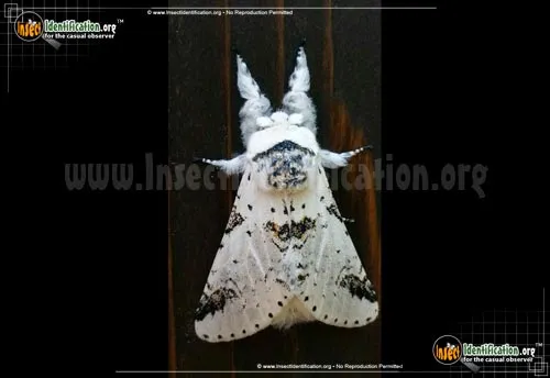Zig-Zag Furcula Moth - photo 4