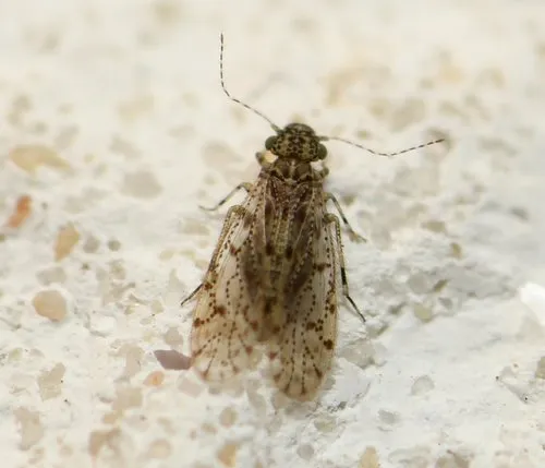 Aaroniella achrysa