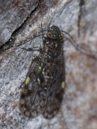 Aaroniella badonneli - photo 2