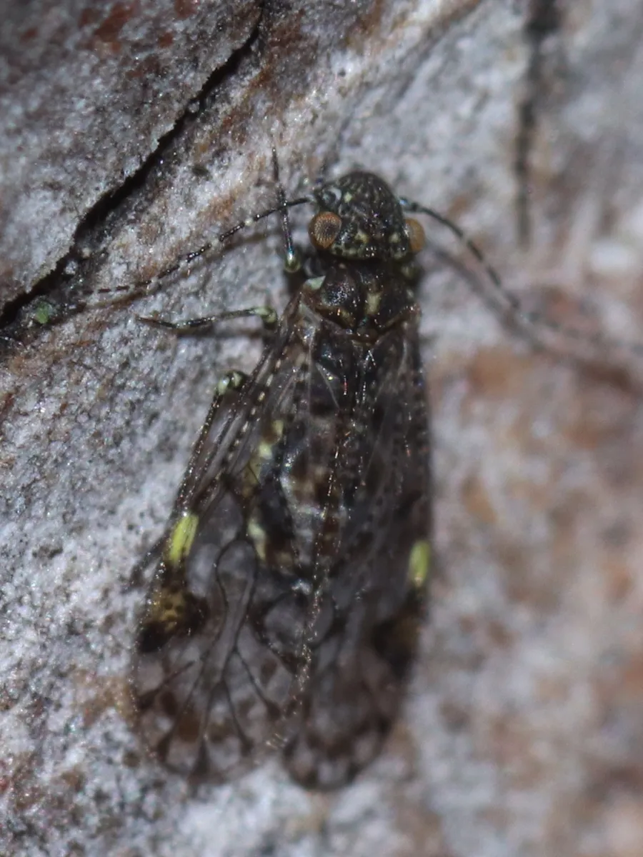 Aaroniella badonneli - photo 3