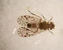 Aaroniella maculosa