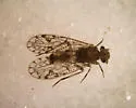 Aaroniella maculosa - photo 2