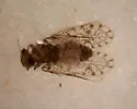 Aaroniella maculosa - photo 3