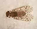 Aaroniella maculosa - photo 4
