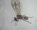 Aaroniella maculosa - photo 5