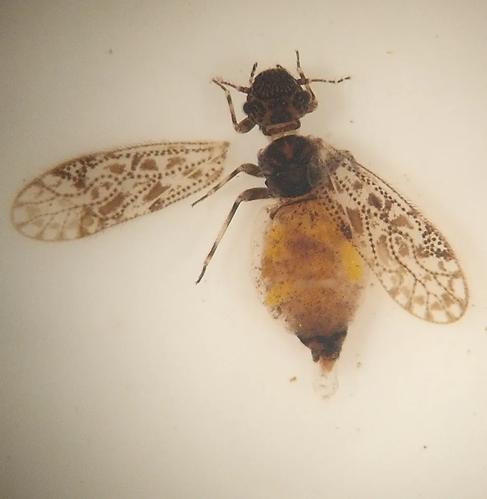 Aaroniella rawlingsi - photo 2