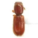Ababa tantilla