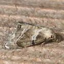 Abablemma bilineata - Hodges#8438