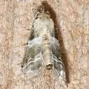 Abablemma bilineata - Hodges#8438 - photo 2