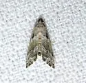Abablemma bilineata - Hodges#8438 - photo 3