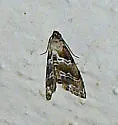 Abablemma bilineata - Hodges#8438 - photo 4