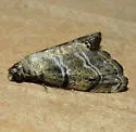 Abablemma bilineata - Hodges#8438 - photo 5