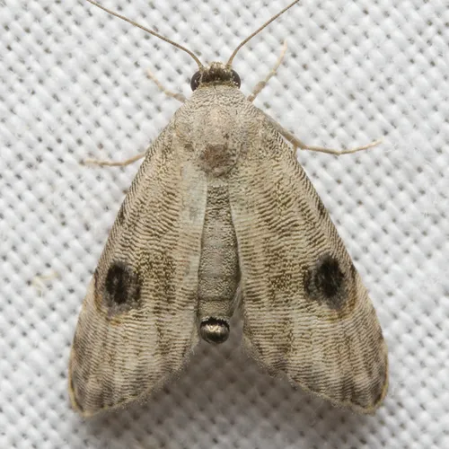 Abablemma brimleyana - Hodges#8437