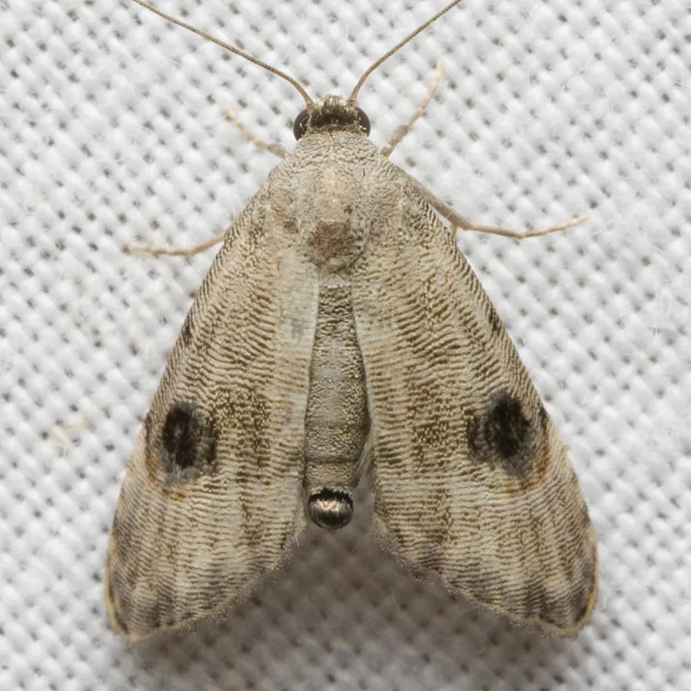Abablemma brimleyana - Hodges#8437 - photo 2