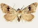 Abablemma duomaculata - Hodges#8438.1