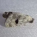 Abablemma duomaculata - Hodges#8438.1 - photo 2