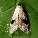 Abablemma duomaculata - Hodges#8438.1 - photo 4