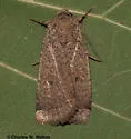 Abagrotis alampeta - Hodges#11025
