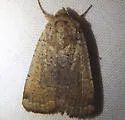 Abagrotis alampeta - Hodges#11025 - photo 2