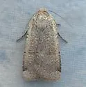 Abagrotis alampeta - Hodges#11025 - photo 3
