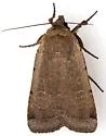 Abagrotis alampeta - Hodges#11025 - photo 4